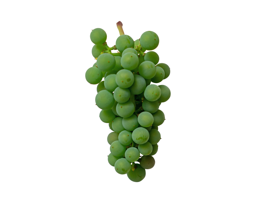 Green Grape