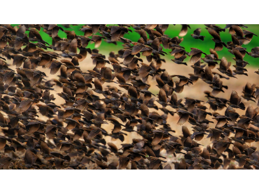 Herd of Birds