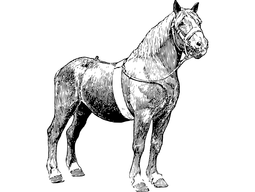Horse