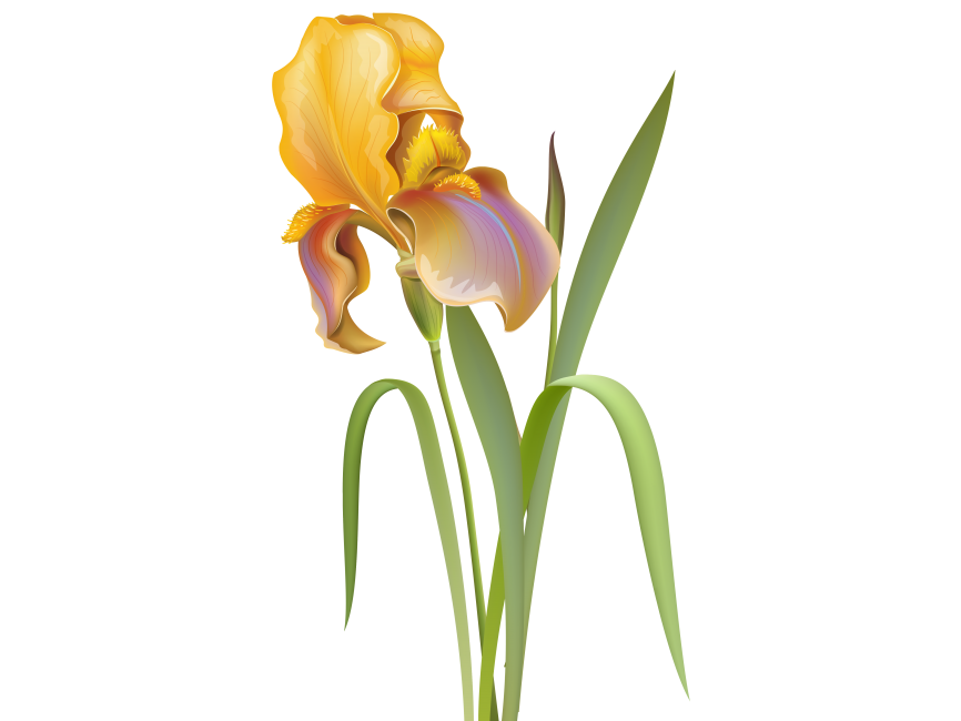 Iris Flower