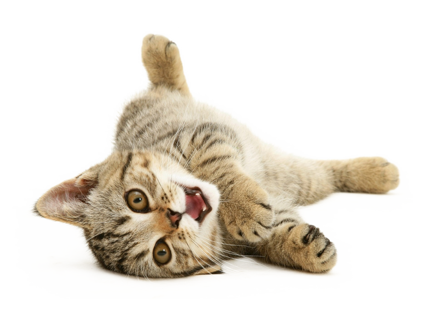 Kitten
