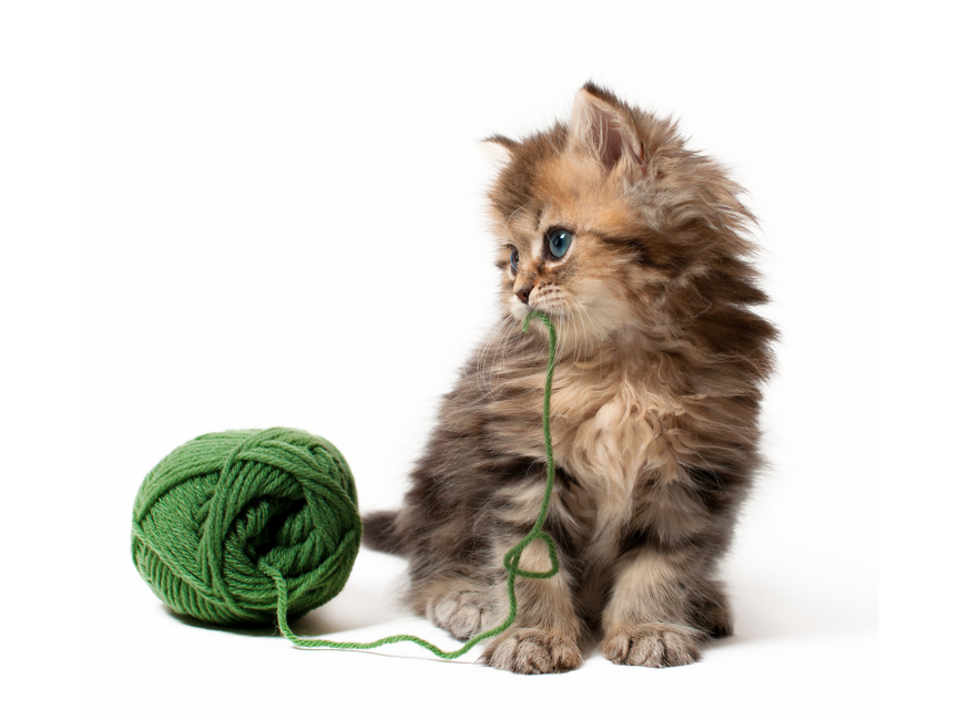 Kitten