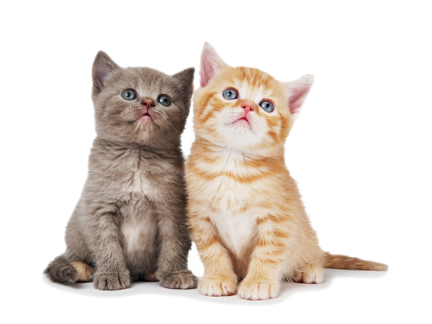 Kitten