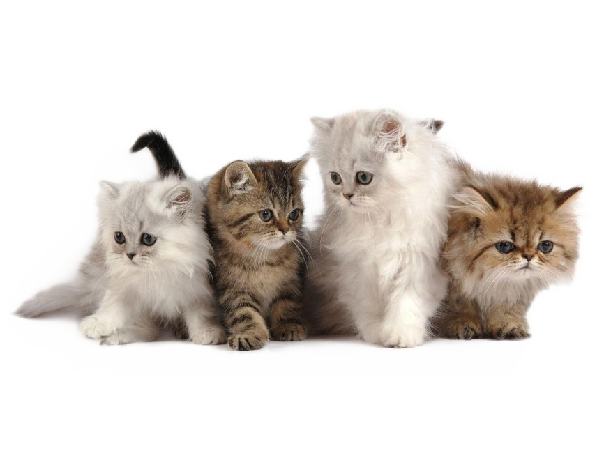 Kitten