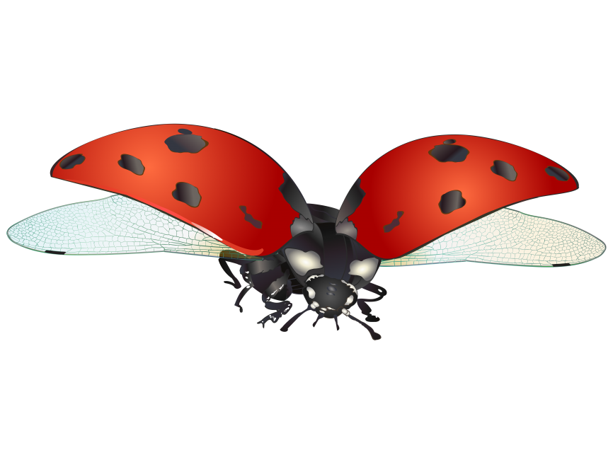 Ladybug