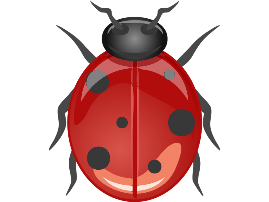 Ladybug