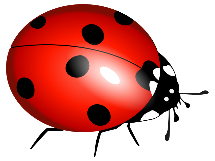 Ladybug