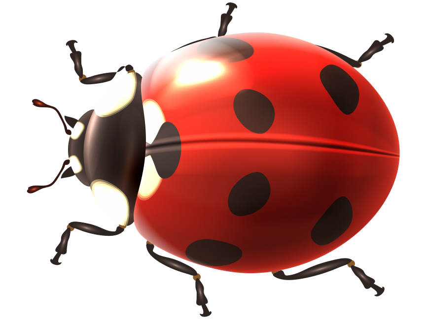 Ladybug
