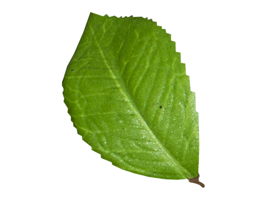 Leaf