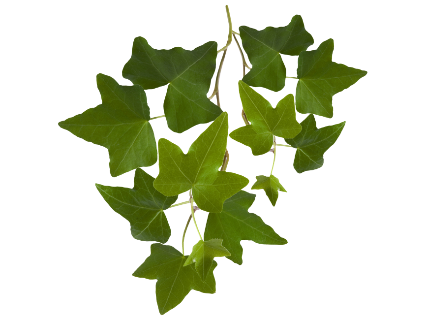 Leaf