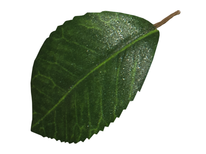 Leaf