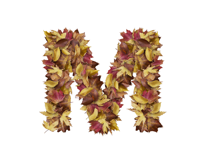 Letter M from Dry Leaves