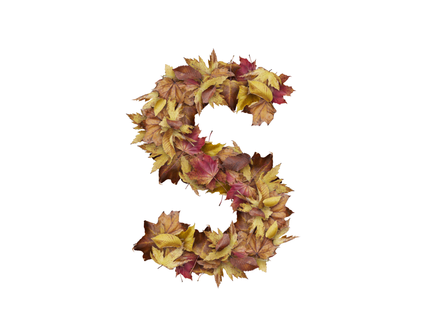 Letter S from Dry Leaves