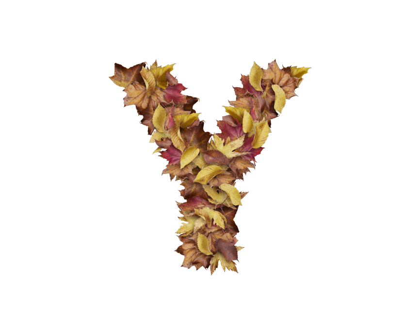 Letter Y from Dry Leaves