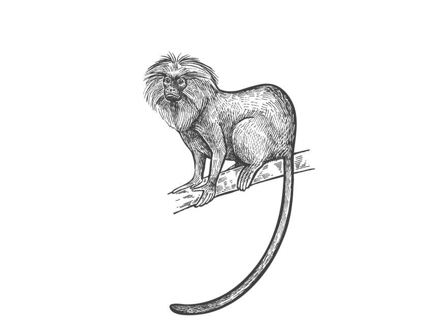 Lion Tamarinaco