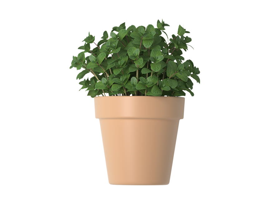 Mint in Flower Pots