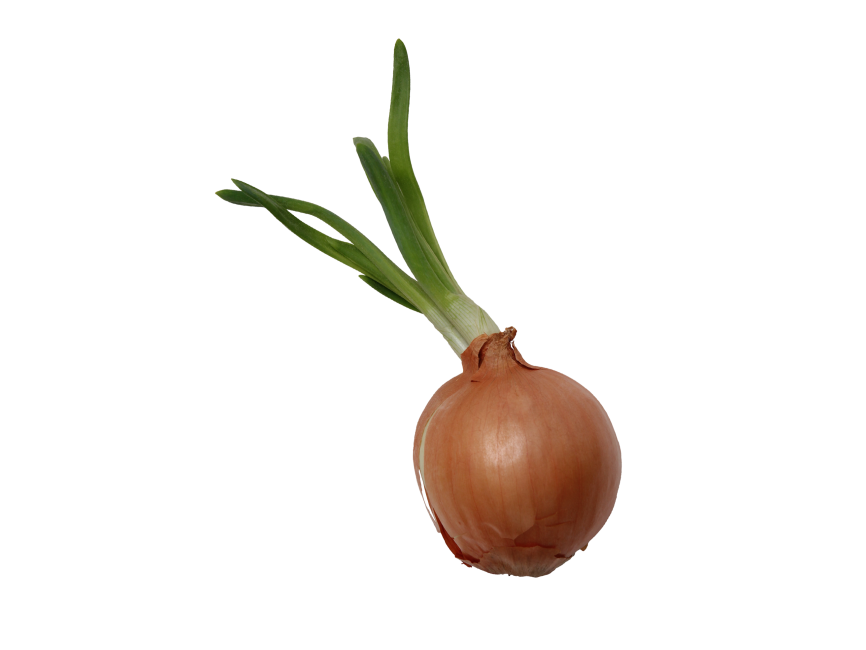 Onion