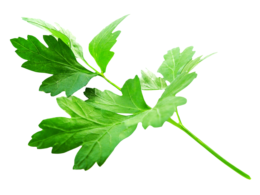 Parsley