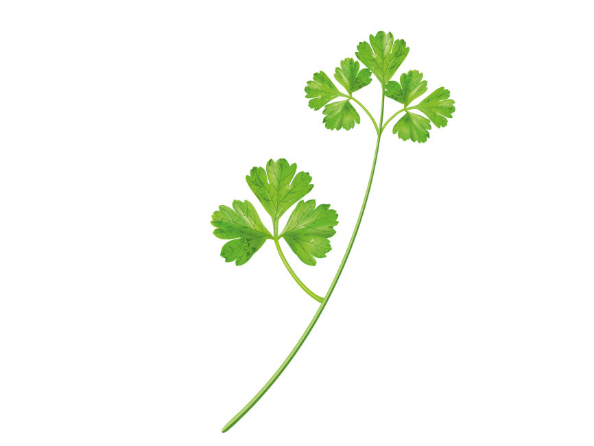 Parsley