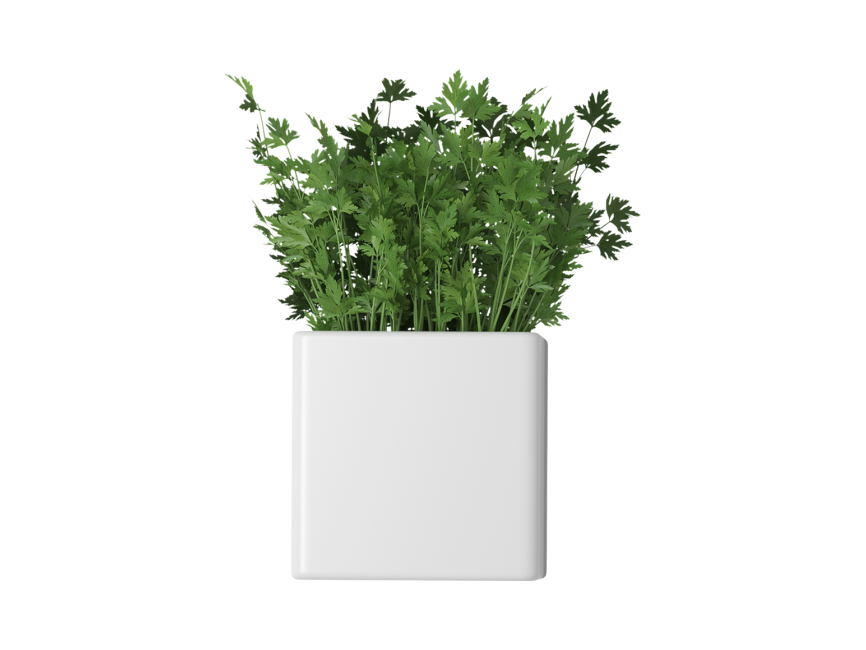 Parsley in Flower Pots