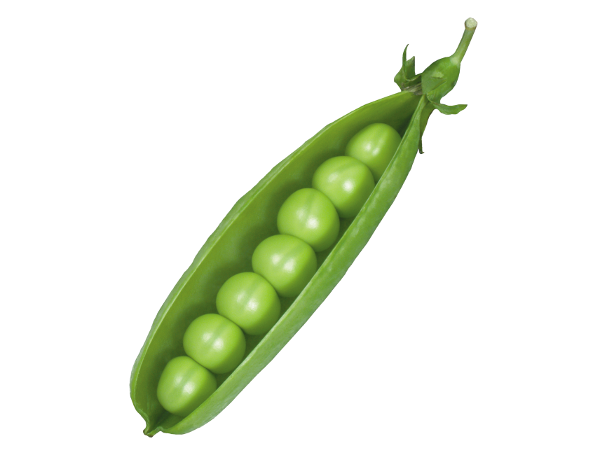 Pea