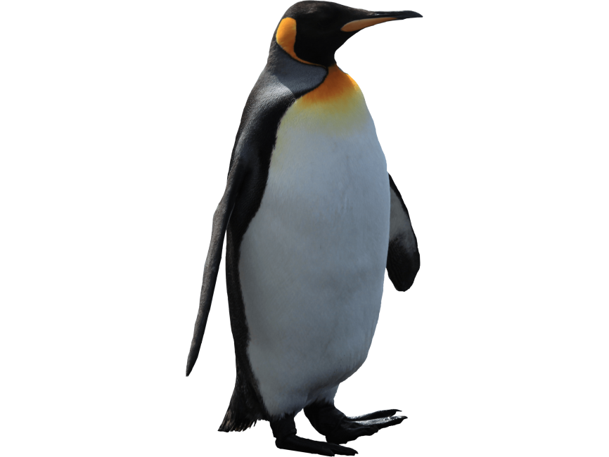 Penguin