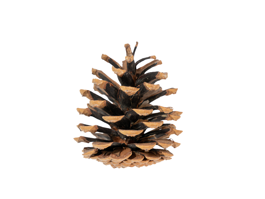 Pine Cone
