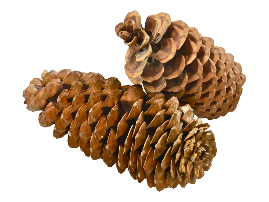Pine Cone
