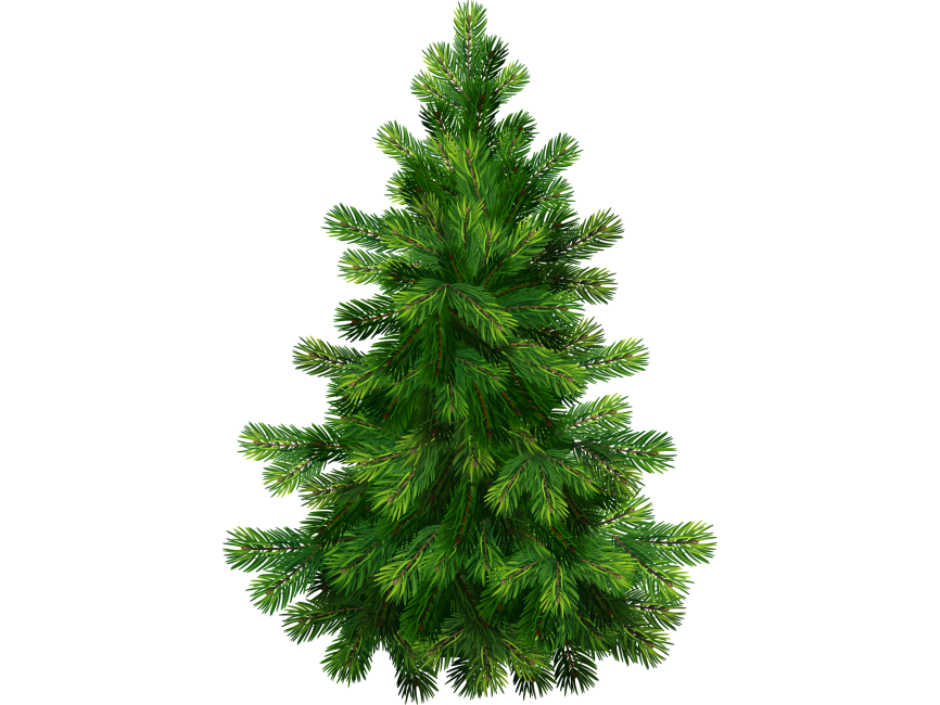 Pine Tree