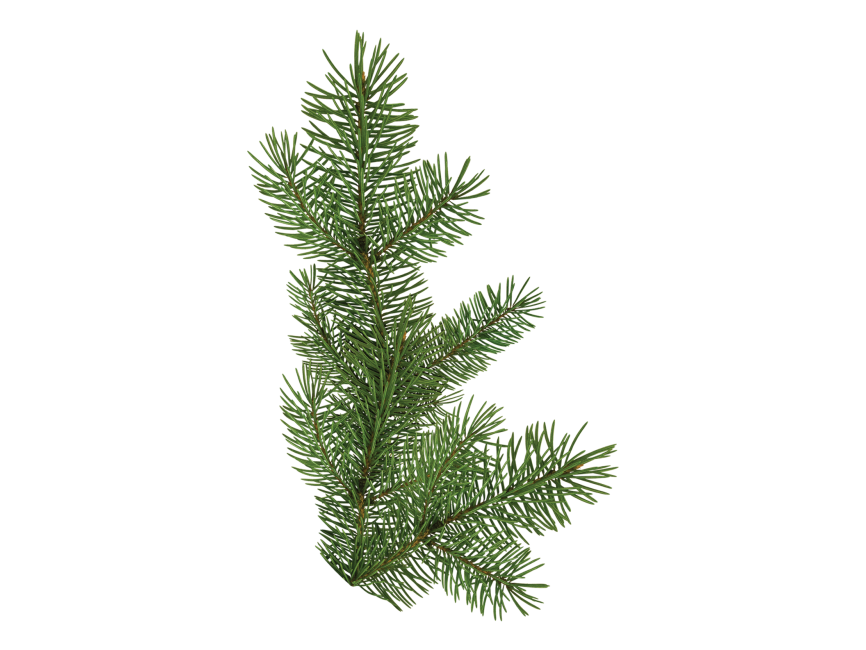 Pine Tree Branch