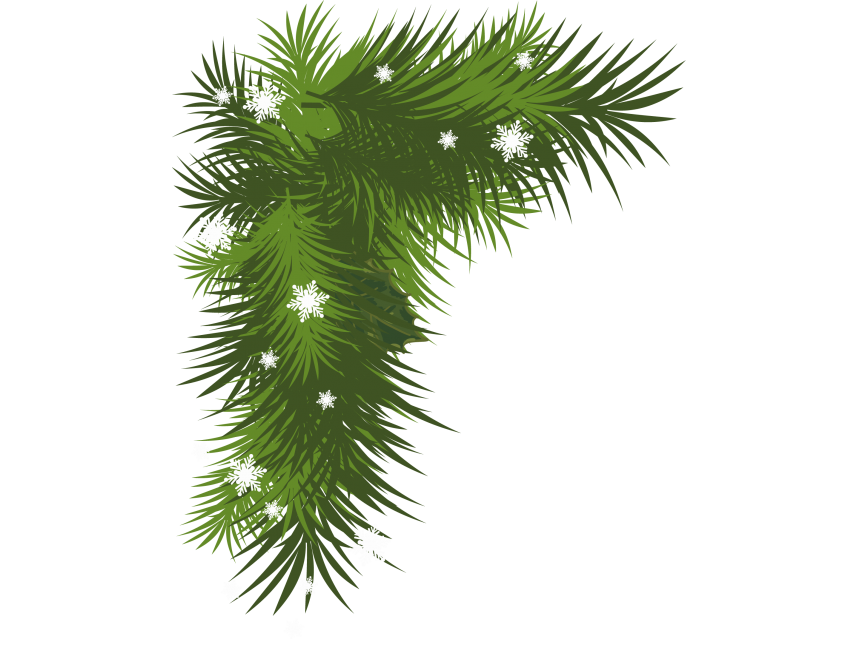 Pine Tree Branch