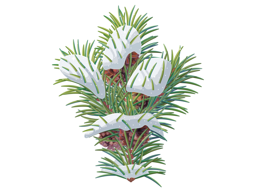 Pine Tree Branch
