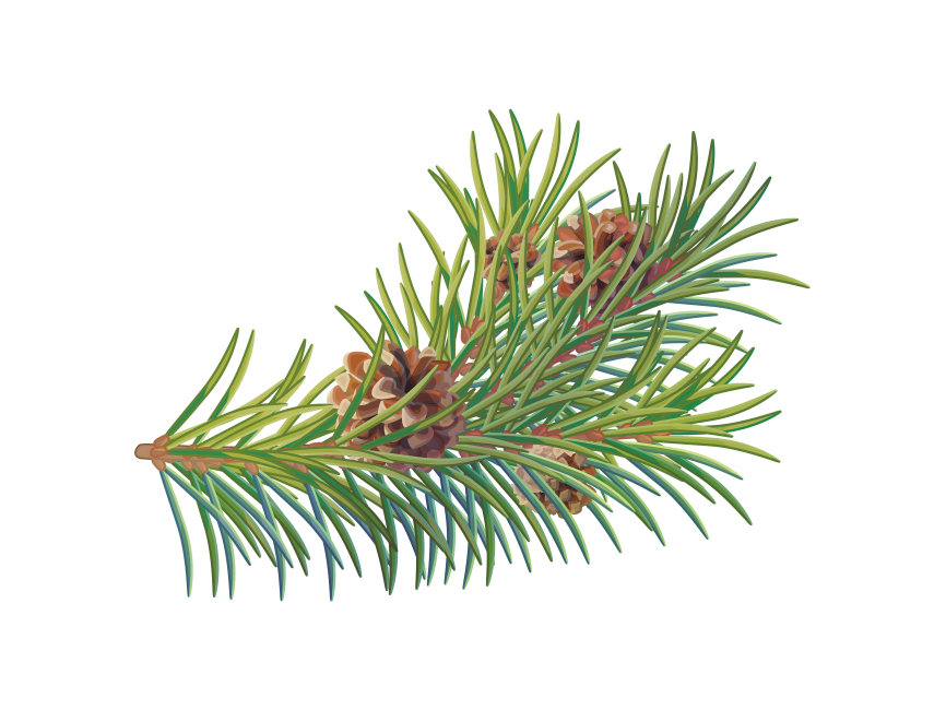 Pine Tree Branch