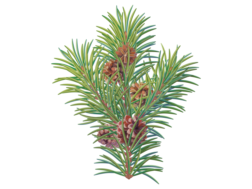 Pine Tree Branch