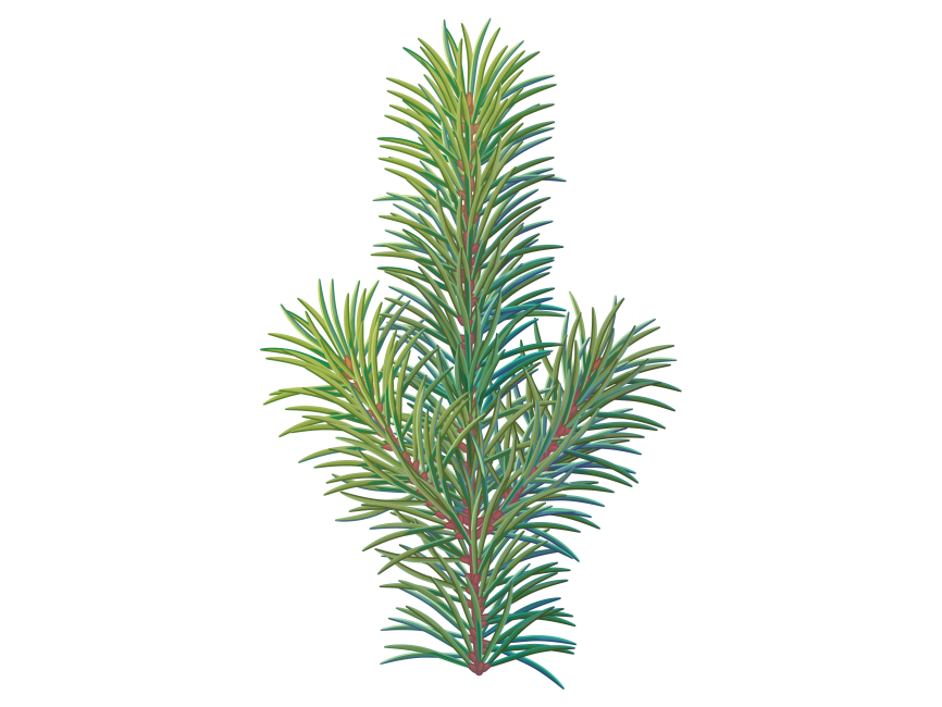 Pine Tree Branch