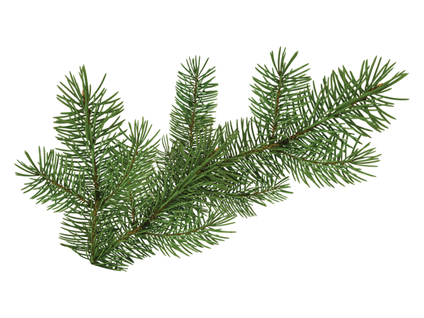 Pine Tree Branch