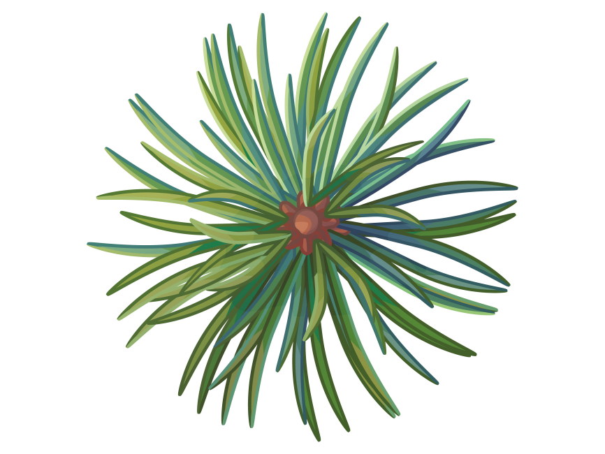 Pine Tree Branch