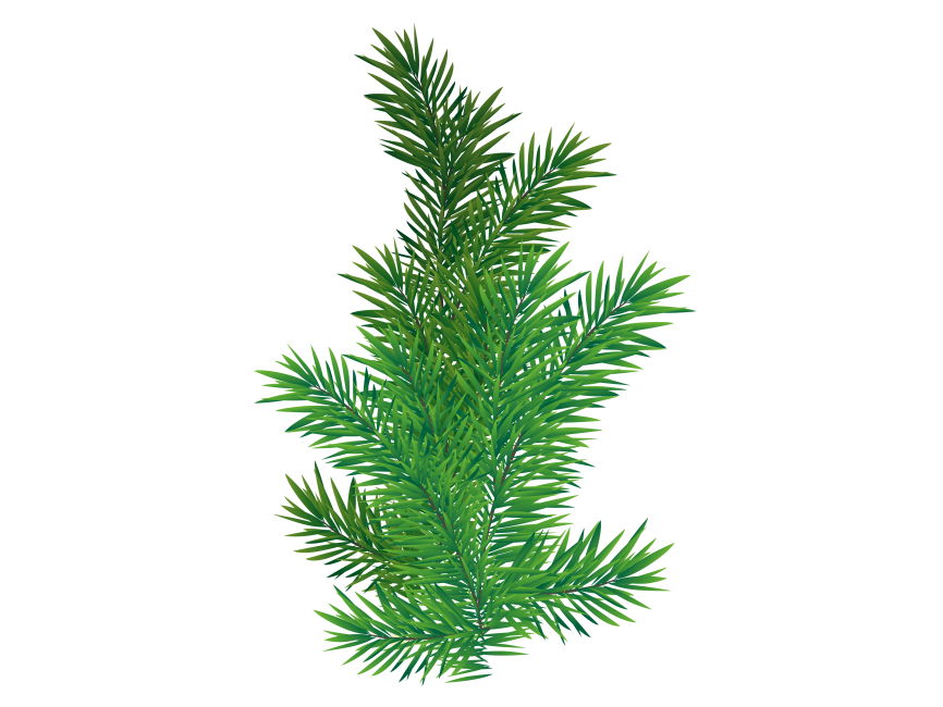 Pine Tree Branch PNG