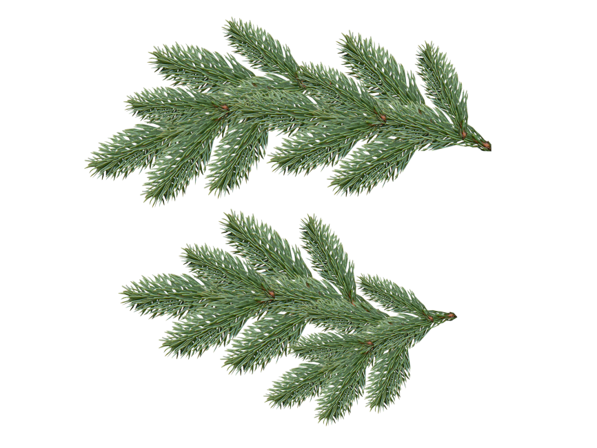 Pine Tree Branch PNG