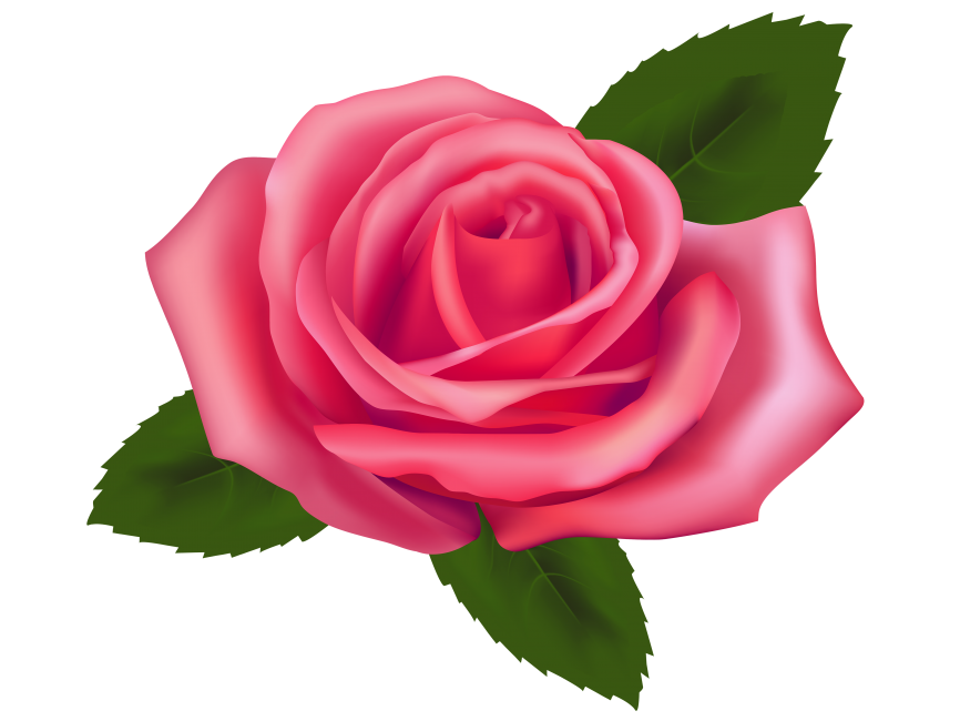 Pink Rose