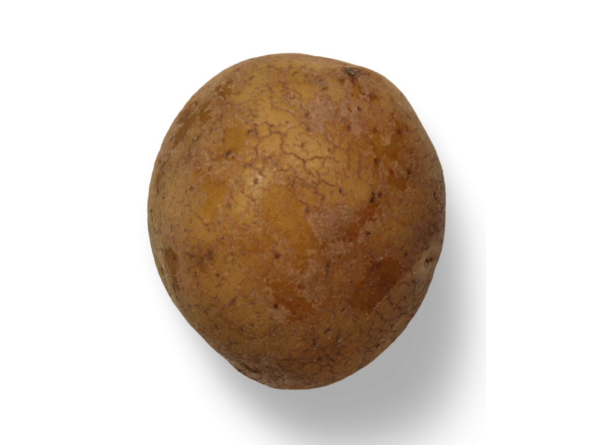Potato