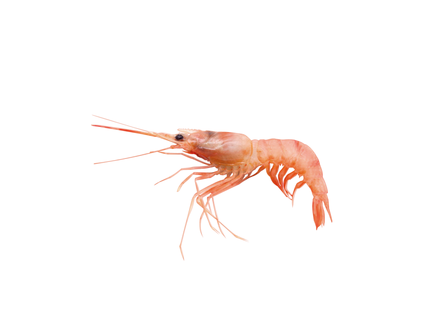 Prawn
