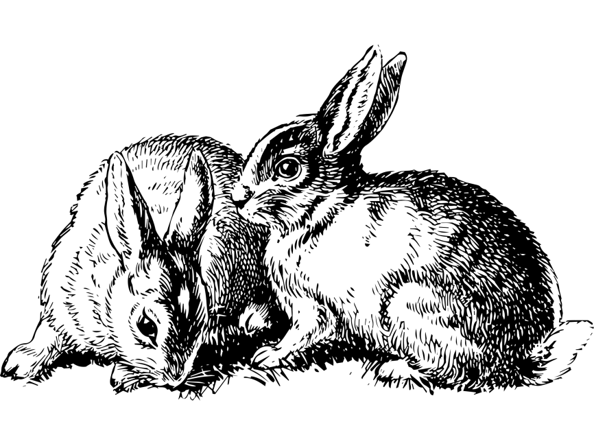Rabbit