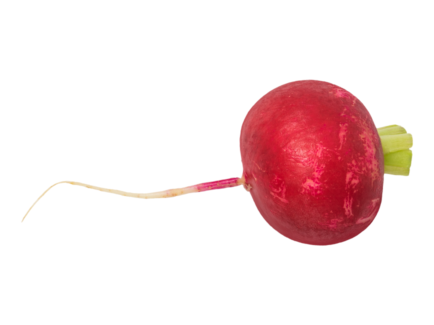 Radish
