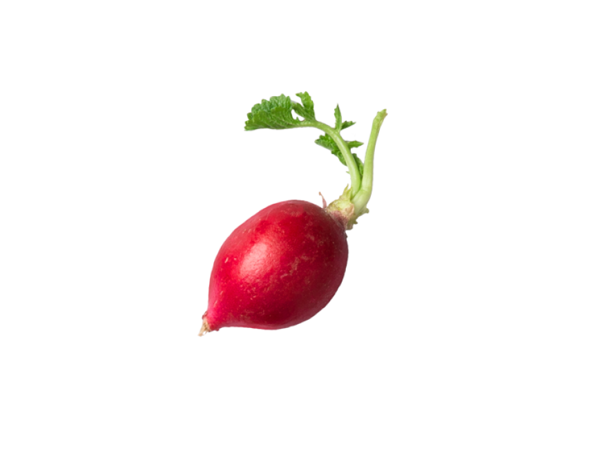 Radish