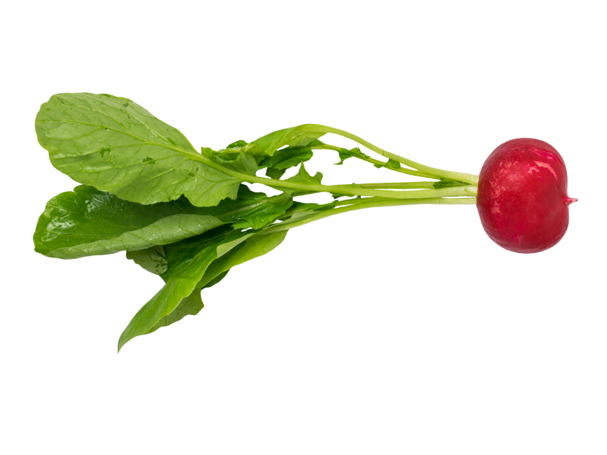 Radish