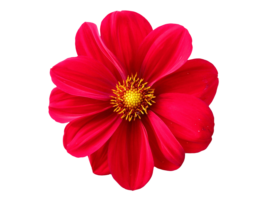 Red Flower