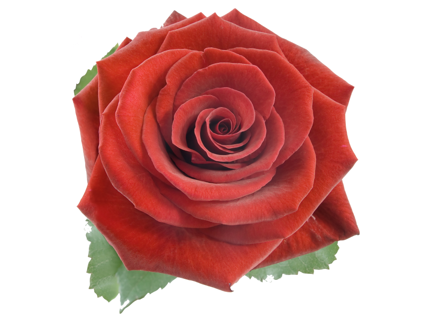 Red Rose