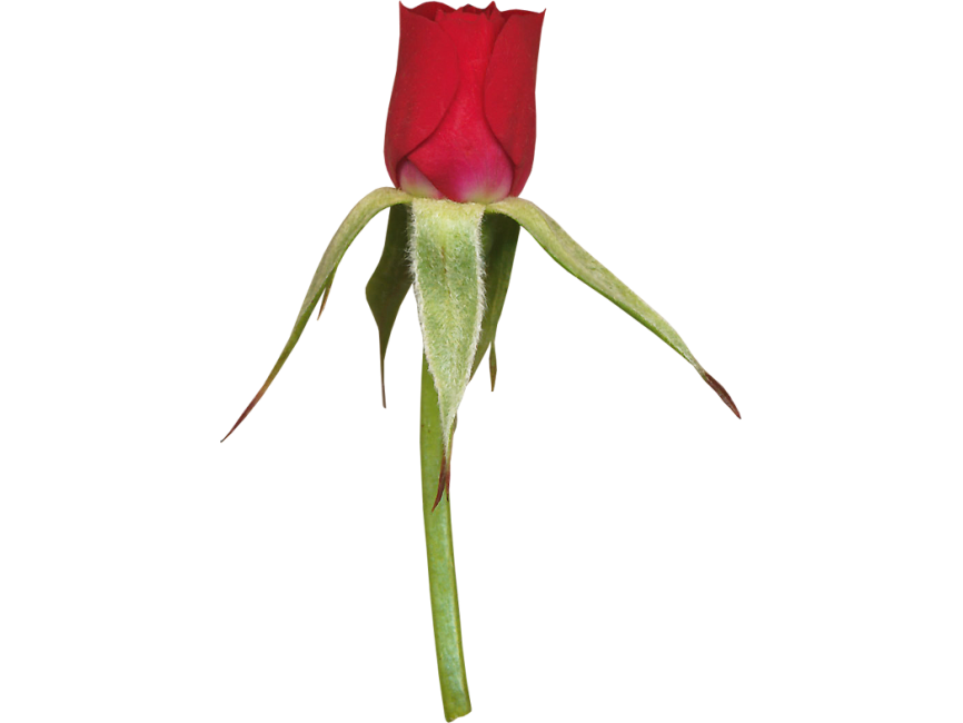 Red Rose