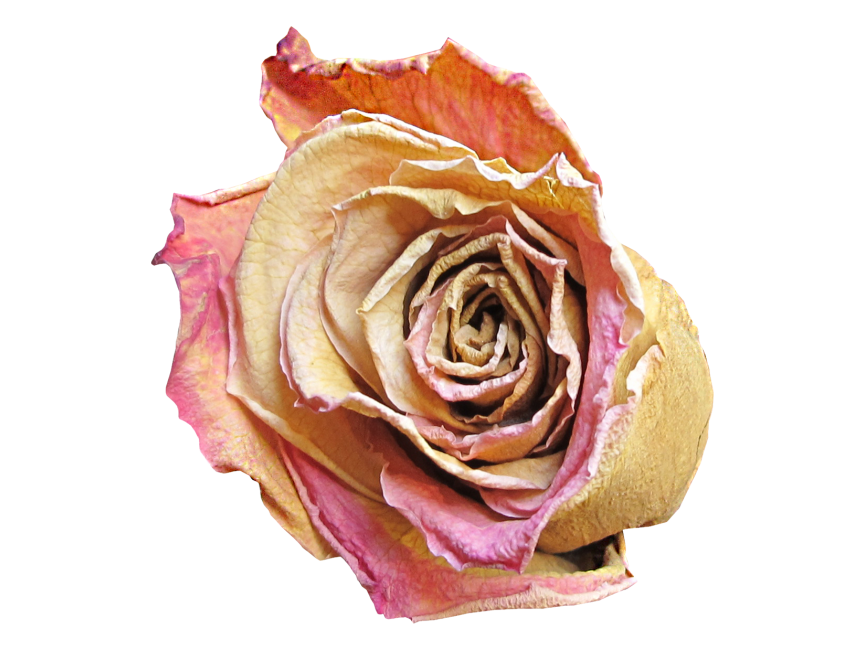 Red Rose